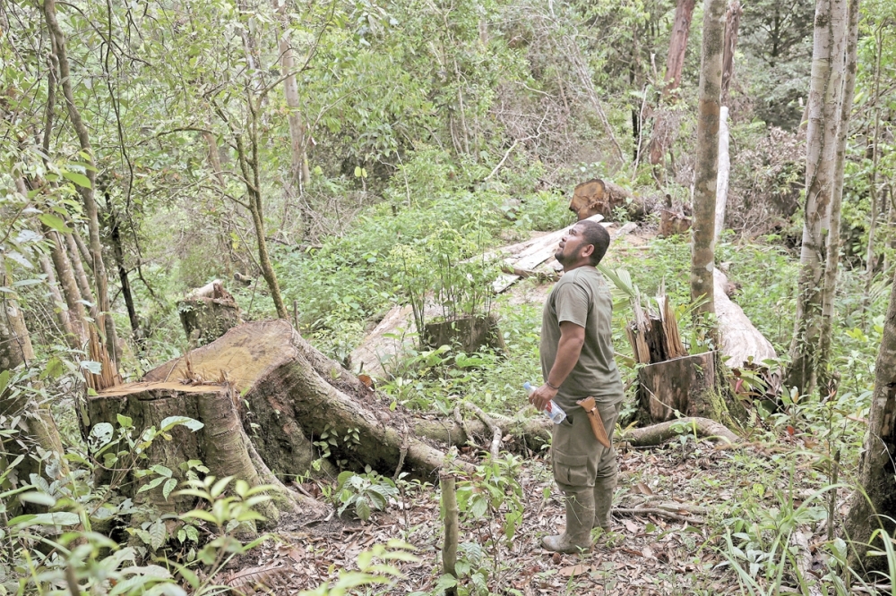 إنسان الغاب... صوتك يناديني!
